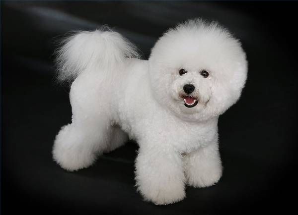 Bichon Friz