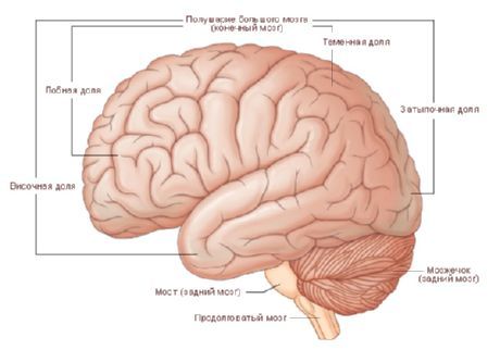 Creierul.  Emisfera creierului