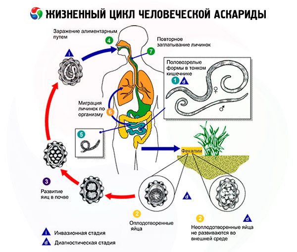 ciclul de viață al unui vierme rotund)