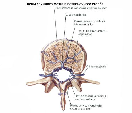 Măduva spinării