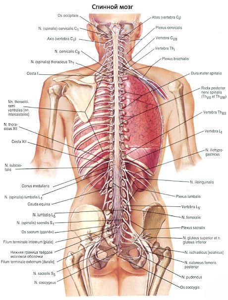 Măduva spinării 