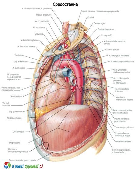 Mediastin
