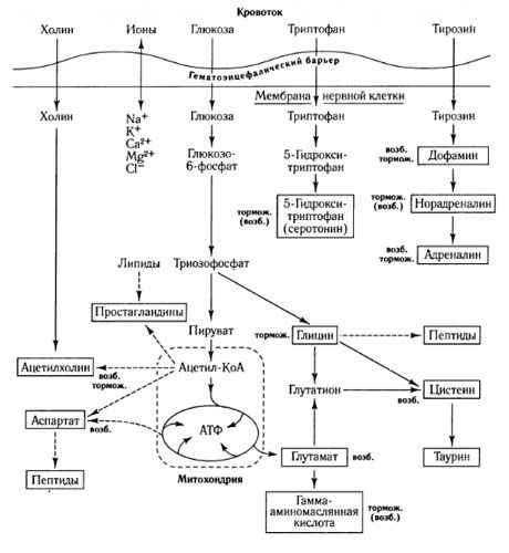 Căile schimbului de mediatori și rolul barierei hematoencefalice în metabolism (conform: Shepherd, 1987)