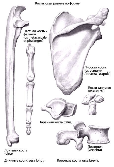 Os (anatomie)
