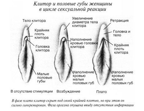 Clitoris în timpul actului sexual