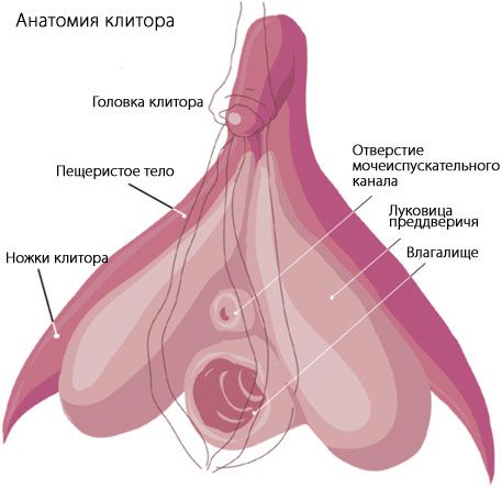 Anatomia clitorisului