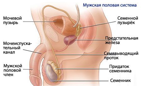fiziologia penisului masculin)