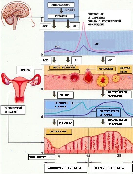 Modificări ciclice lunare în sistemul reproductiv al unei femei