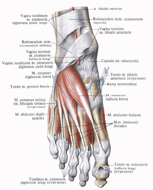 tendoane degete picior care este diferența dintre glucozamină și condroitină
