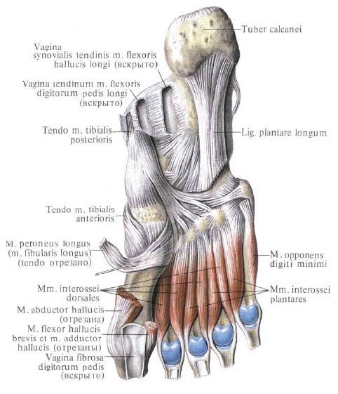 Dureri Extreme În Osul Picioarelor - Dureri ale piciorului în tratamentul prostatitei