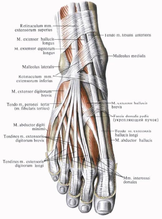 tendoane degete picior tratament krosiologie artroza