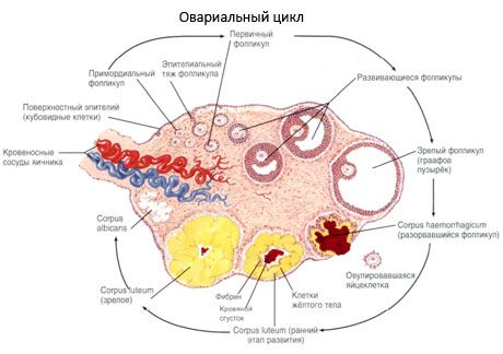 Oogeneză. Ciclul menstrual