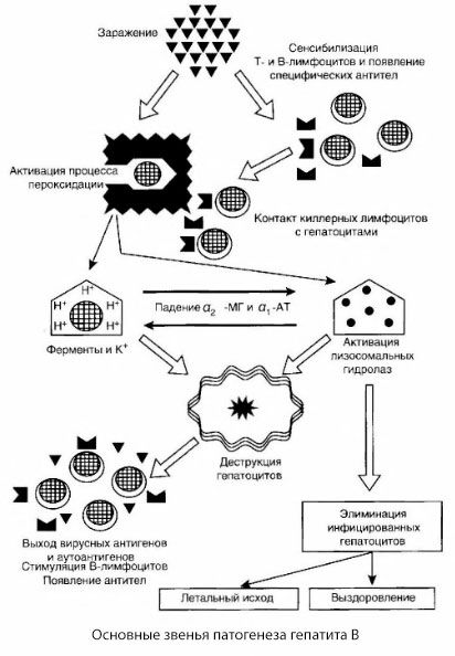 Schema patogenezei hepatitei B