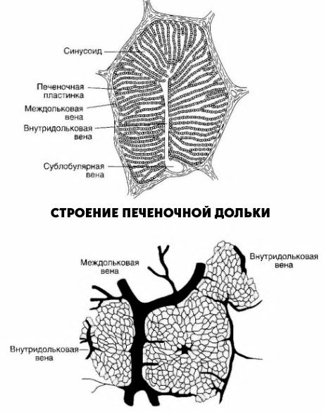 Structura lobulului hepatic