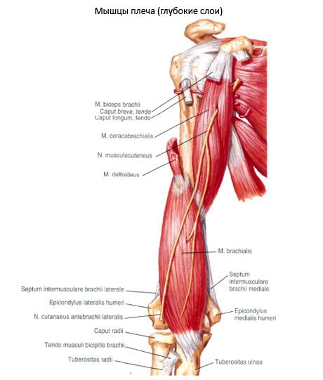 Mușchiul biliar-humeralis (m.coracobrachialis)