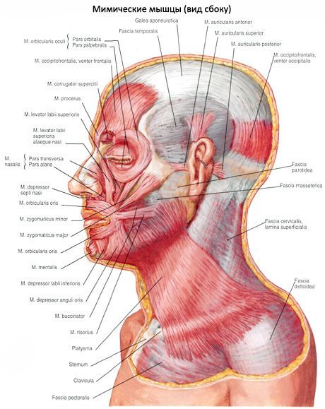 Mucusul subcutanat al gâtului (platysma)