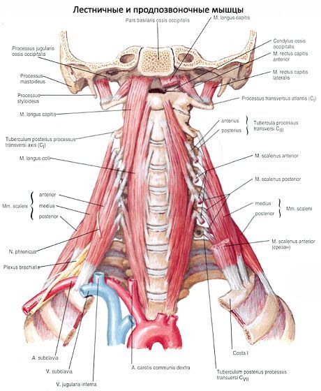 unguent osteoren inflamația capsulei articulației umărului ligamentelor și tendoanelor