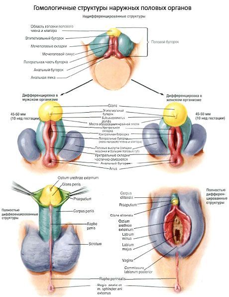 Structuri omoloage ale organelor genitale externe