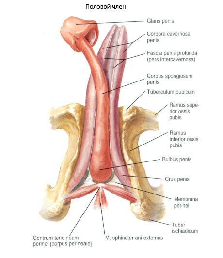 suprafața dorsală a penisului