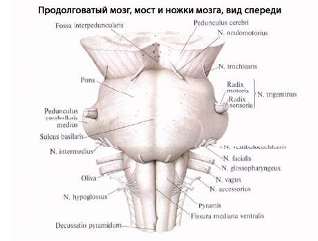 Medulla oblongată