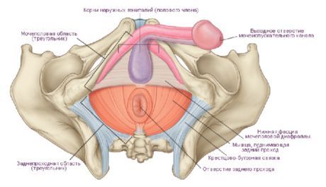 Perineul la barbat | Anatomie si fiziologie