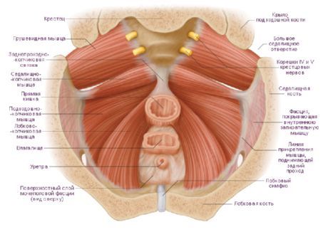 Mușchiul pubian- coccigian al penisului