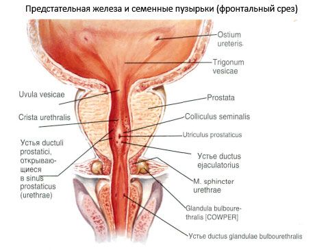 prostată și glanda prostatică