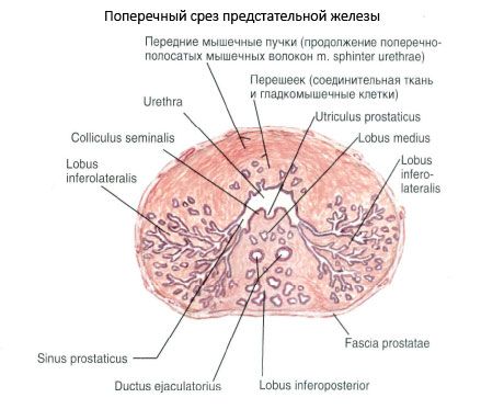 structura prostatei