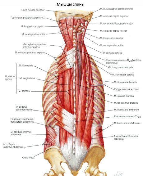 Gâtul curelei musculare