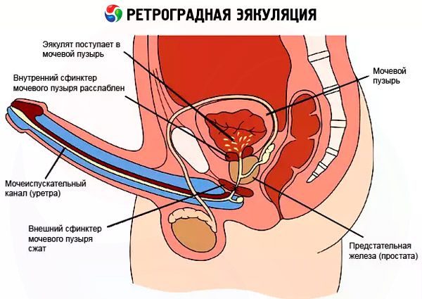 Fertilizarea prostatei