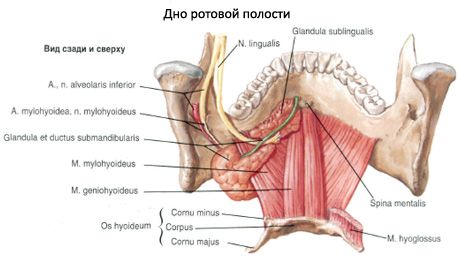 Glanda salivară submandibulară