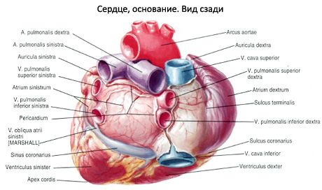 inimă