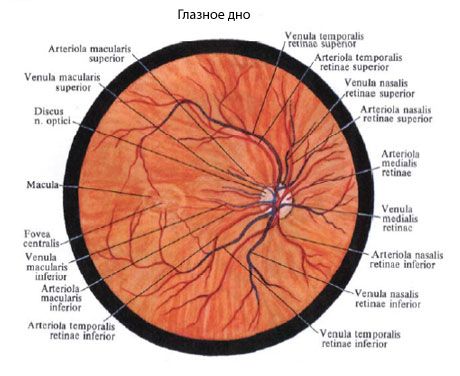 Fundusul ochiului