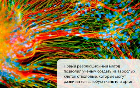 Au fost create celule stem care se dezvoltă în orice țesut sau organ