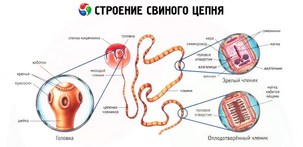 Строение внутренних паразитов. Строение тела свиного цепня. Схема строения ленточного червя. Ленточные черви свиной цепень. Свиной цепень внешнее и внутреннее строение.