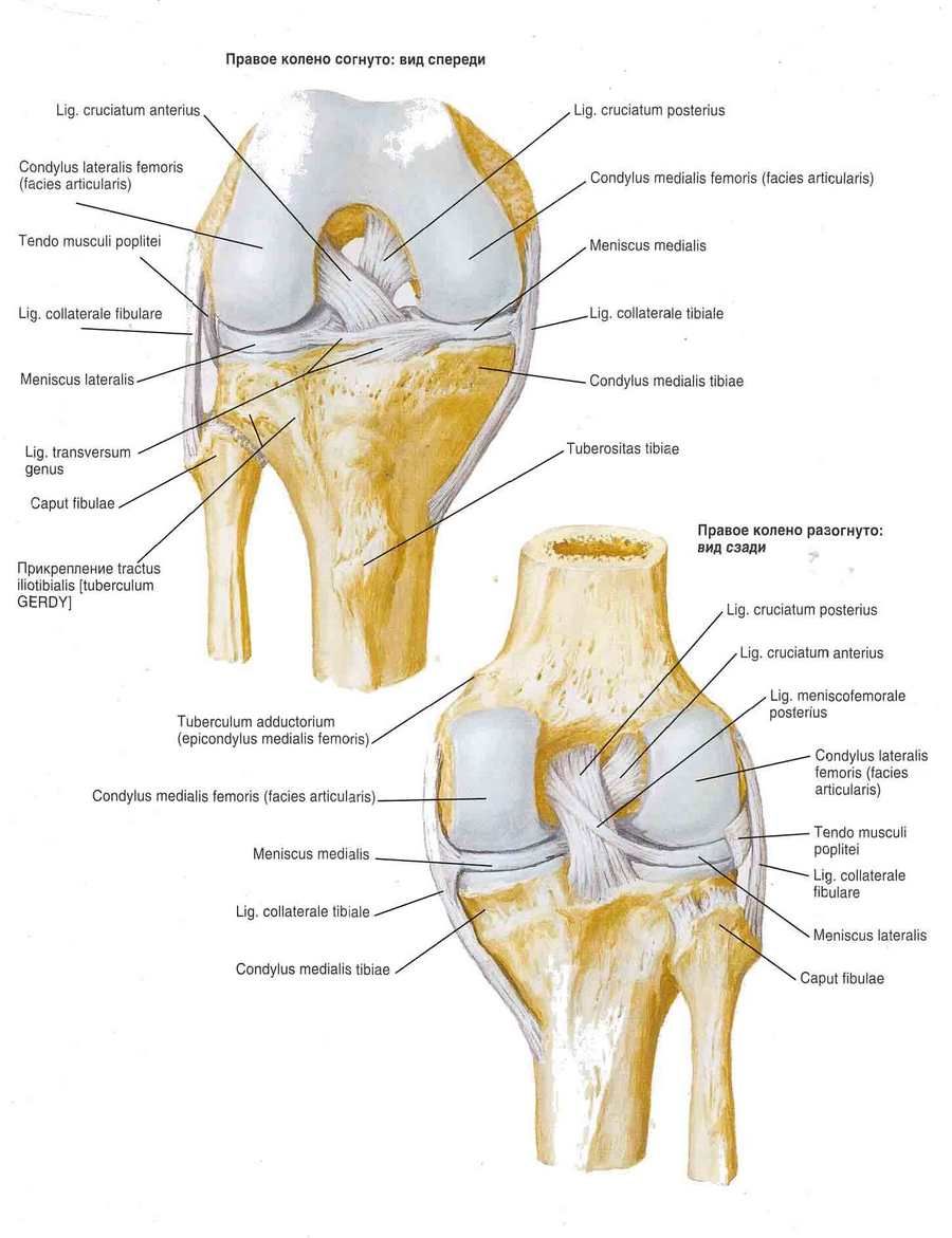 ligatura articulației genunchiului algoritm de diagnostic pentru boli ale țesutului conjunctiv