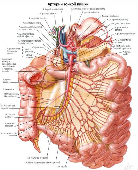 Arterele intestinului subțire