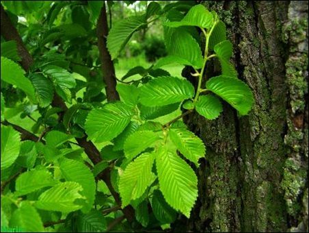 Elm alunecos