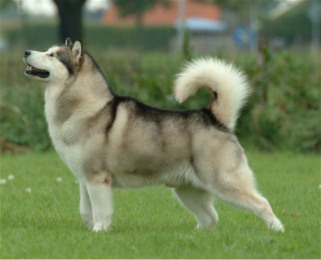 Malamutul uriaș de Alaska