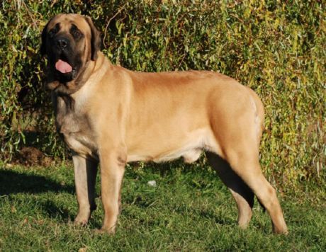 Mastiff englez vechi