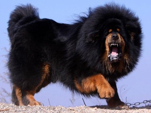 Mastiff tibetan