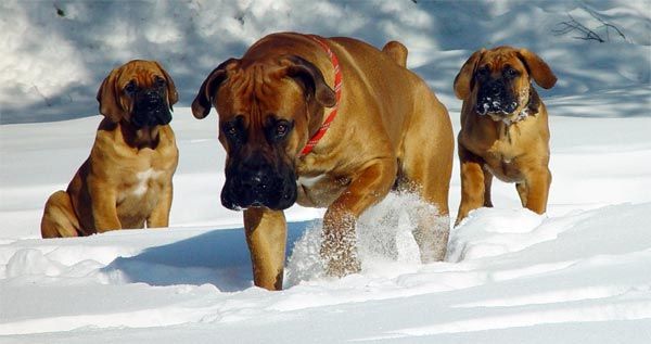 Mastiff sud-african sau Boerboel