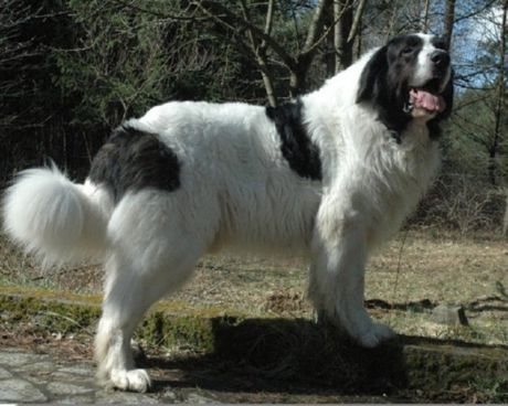 Mastiff-ul Pirinean