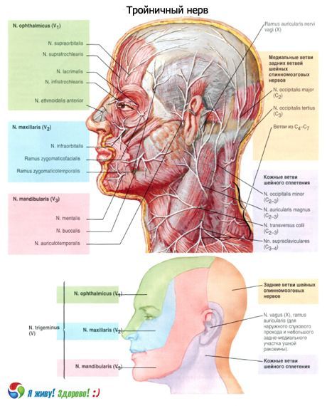 nervul facial și vederea trigemenului