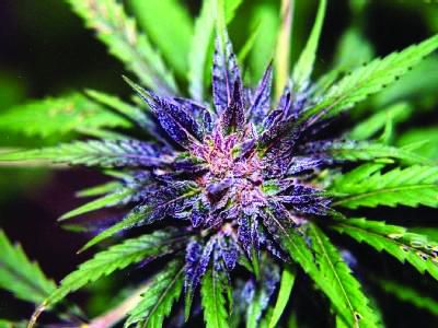 A fost dezvoltată o varietate de canabis medicinal fără efecte narcotice