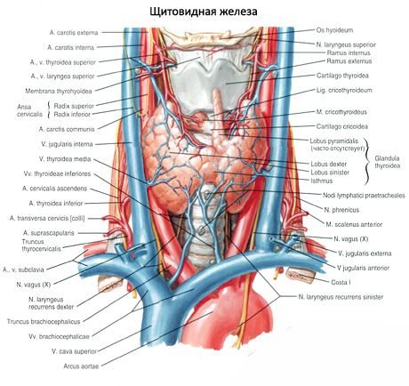 Glanda tiroidă (glandul tiroidian)