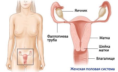Anatomia și fiziologia sistemului reproducător feminin