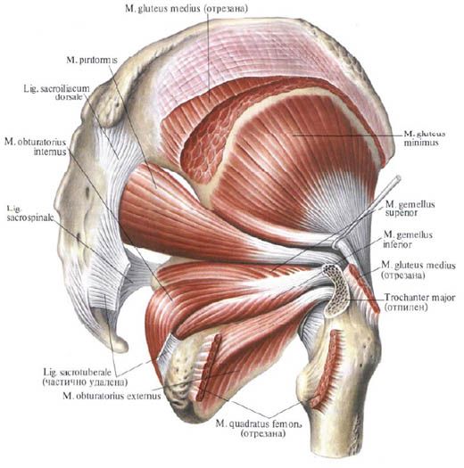 Mușchii fesieri (gluteus medius)