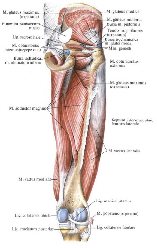 Mușchii fesieri (gluteus minimus)