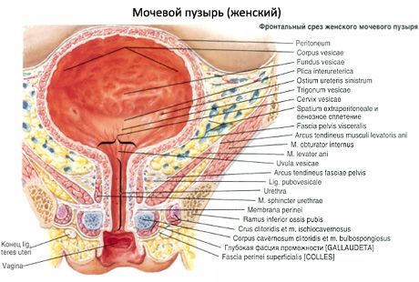 Uretra feminină, uretra feminină